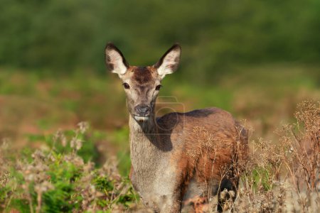 Foto de Primer plano de un ciervo rojo detrás de pie en la hierba, Reino Unido. - Imagen libre de derechos