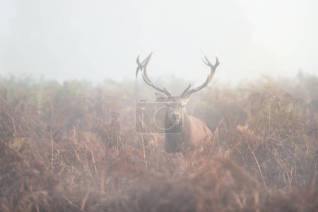 Foto de Primer plano de un ciervo rojo ciervo en la niebla de la mañana en otoño, Reino Unido. - Imagen libre de derechos
