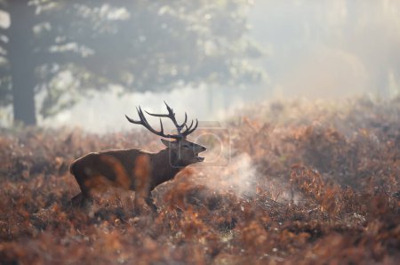 Foto de Primer plano de un ciervo rojo ciervo en la niebla de la mañana durante la temporada de celo, Reino Unido. - Imagen libre de derechos
