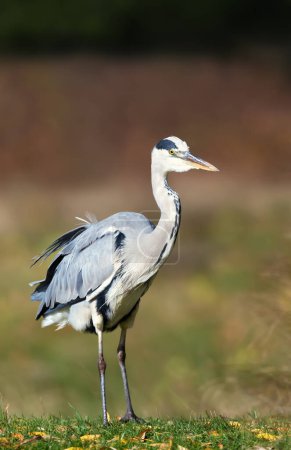 Photo for Close-up of a grey heron (Ardea cinerea), UK. - Royalty Free Image