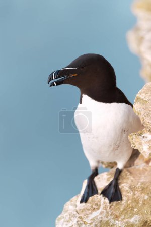 Téléchargez les photos : Close up of a Razorbill on cliffs against blue background, Bempton, UK. - en image libre de droit