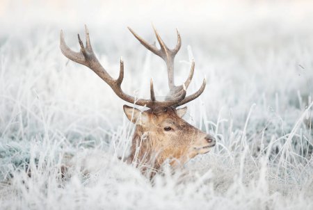 Foto de Retrato de un ciervo rojo acostado en hierba helada en invierno, Reino Unido. - Imagen libre de derechos
