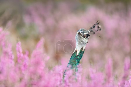Photo for Close up of a colorful Peahen in pink heather, UK. - Royalty Free Image