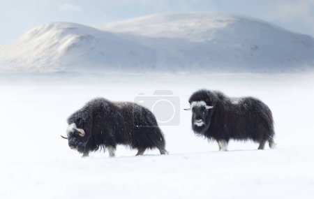 Photo for Musk Oxen juvenile in Dovrefjell mountains in winter, Norway. - Royalty Free Image