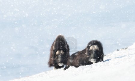 Téléchargez les photos : Boeufs musqués dans les montagnes Dovrefjell dans la neige tombante en hiver, Norvège. - en image libre de droit