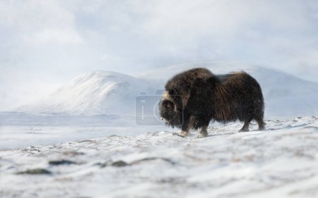 Photo for Musk Ox in the falling snow in winter, Norway. - Royalty Free Image