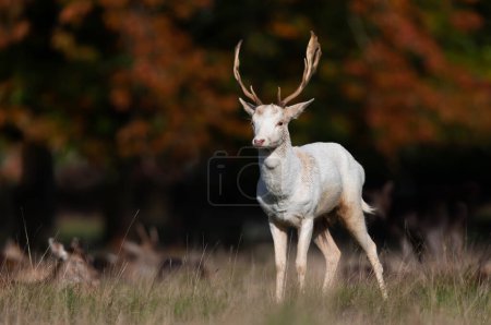 Photo for Close up of a Fallow deer (Dama dama) in autumn, UK. - Royalty Free Image