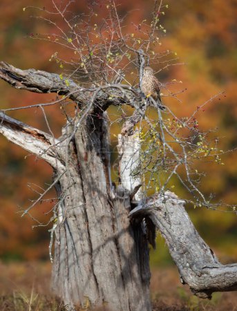 Foto de Cernícalo común posado en un árbol en otoño, Inglaterra. - Imagen libre de derechos