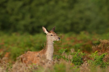 Téléchargez les photos : Close up of a red deer hind standing in bracken, UK. - en image libre de droit