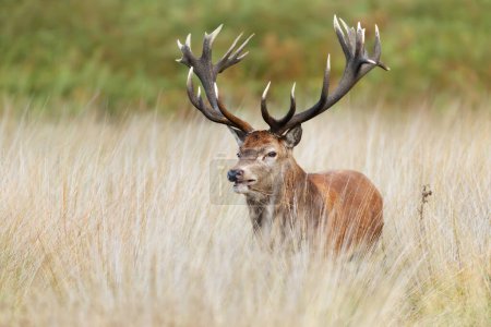 Téléchargez les photos : Gros plan d'un cerf de Red Deer pendant la saison de rut en automne, Royaume-Uni. - en image libre de droit