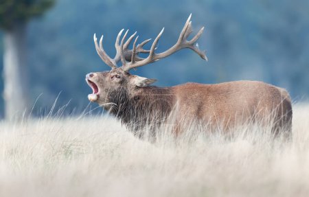 Téléchargez les photos : Gros plan d'un cerf rouge appelant pendant la saison d'ornières à l'automne, Royaume-Uni
. - en image libre de droit