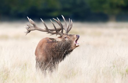 Foto de Primer plano de un ciervo rojo que llama durante la temporada de celo en otoño, Reino Unido
. - Imagen libre de derechos