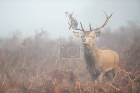 Foto de Primer plano de un ciervo rojo ciervo en la niebla de la mañana, Reino Unido. - Imagen libre de derechos