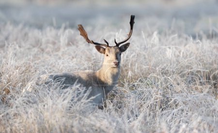 Foto de Primer plano de un ciervo Fallow (Dama dama) en invierno, Reino Unido
. - Imagen libre de derechos