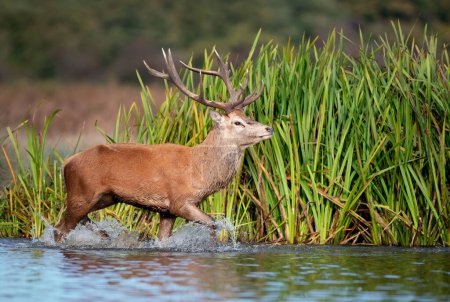 Foto de Primer plano de un ciervo rojo en el agua durante la temporada de celo, Reino Unido. - Imagen libre de derechos