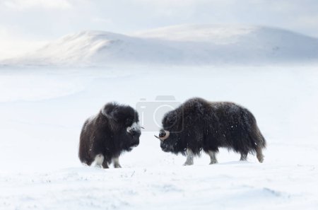 Photo for Musk Oxen juvenile in Dovrefjell mountains in winter, Norway. - Royalty Free Image