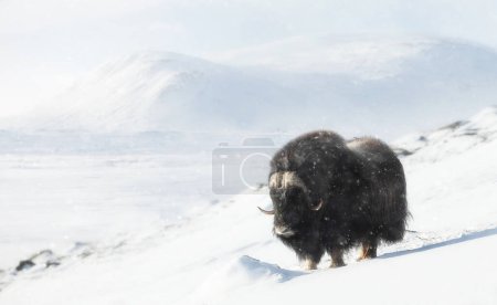 Téléchargez les photos : Buffle musqué dans la neige tombante en hiver, Norvège. - en image libre de droit