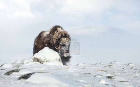 Téléchargez les photos : Close up of a Musk Ox in Dovrefjell mountains in winter, Norway. - en image libre de droit