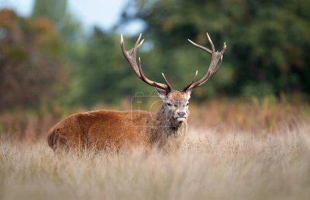 Photo for Close up of a red deer stag in autumn, UK. - Royalty Free Image