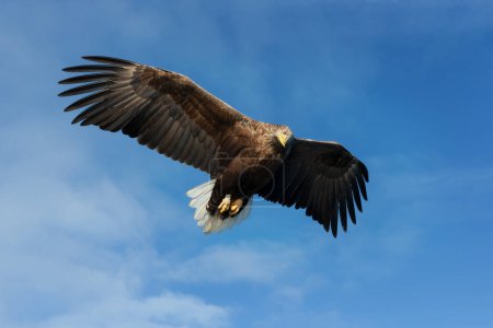 Photo for Close up of a White-tailed sea Eagle (Haliaeetus albicilla) in flight, Norway. - Royalty Free Image
