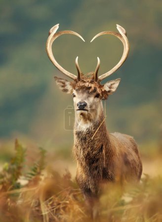Photo for Close up of a red deer stag with heart shaped antlers, UK. - Royalty Free Image