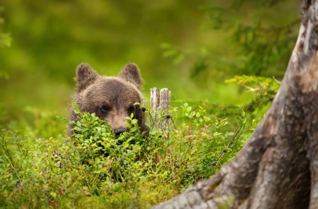 Foto de Primer plano de un lindo oso pardo euroasiático que alcanza su punto máximo por detrás de las plantas de arándanos, Finlandia. - Imagen libre de derechos