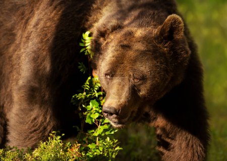Foto de Impressive portrait of Eurasian Brown bear in forest, Finland. - Imagen libre de derechos