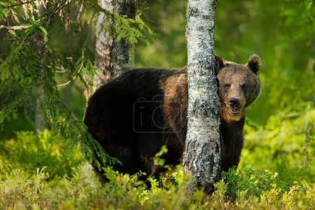 Foto de Primer plano de un oso pardo euroasiático en el bosque, Finlandia. - Imagen libre de derechos