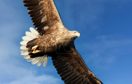 Téléchargez les photos : Gros plan d'un Aigle de mer (Haliaeetus albicilla) en vol, Norvège. - en image libre de droit