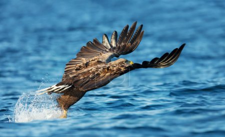 Photo for Close up of a White-tailed sea Eagle (Haliaeetus albicilla) catching a fish, Norway. - Royalty Free Image