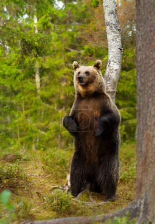 Téléchargez les photos : Eurasian brown bear standing on hind legs in a forest, Finland. - en image libre de droit