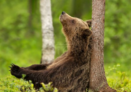 Foto de Primer plano de un oso pardo euroasiático apoyado contra un árbol en el bosque, Finlandia. - Imagen libre de derechos
