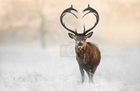 Foto de Close up of red deer stag with heart shaped antlers in winter, UK. - Imagen libre de derechos