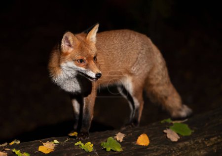 Téléchargez les photos : Gros plan d'un renard roux (Vulpes vulpes) en automne, Royaume-Uni
. - en image libre de droit