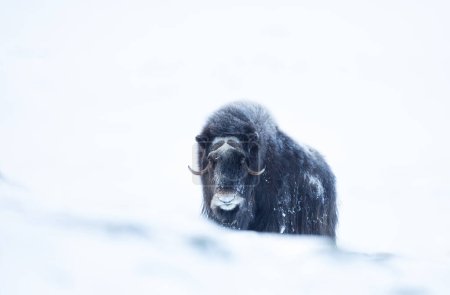 Photo for Close up of a Musk Ox in Dovrefjell mountains in winter, Norway. - Royalty Free Image