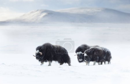Gruppe von Moschusochsen im Dovrefjell-Gebirge im Winter, Norwegen.