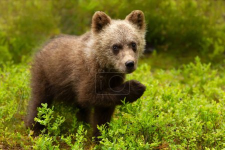 Photo for Close up of a cute Eurasian Brown bear cub eating blueberries in a forest, Finland. - Royalty Free Image