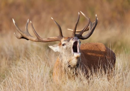 Photo for Red deer calling during the rut in autumn, UK. - Royalty Free Image