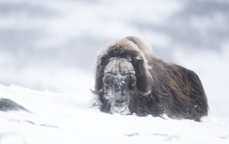 Close up of a male Musk Ox lying on snow, winter in Norway.