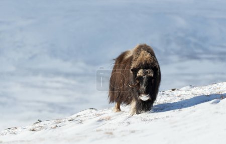 Téléchargez les photos : Gros plan d'un mâle Buffle musqué dans les montagnes Dovrefjell en hiver, Norvège
. - en image libre de droit