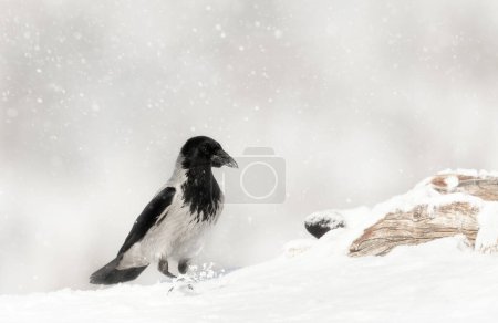 Téléchargez les photos : Gros plan d'un corbeau à capuchon marchant dans la neige en hiver, Norvège. - en image libre de droit