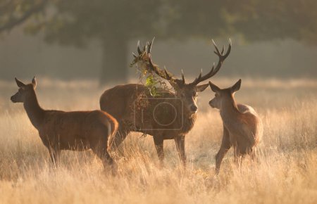 Téléchargez les photos : Gros plan d'un cerf de Red Deer avec des biches pendant la saison de rut au lever du soleil, Royaume-Uni. - en image libre de droit