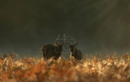 Photo for Close up of two young Red deer stags fighting at dawn during rutting season in autumn, UK. - Royalty Free Image