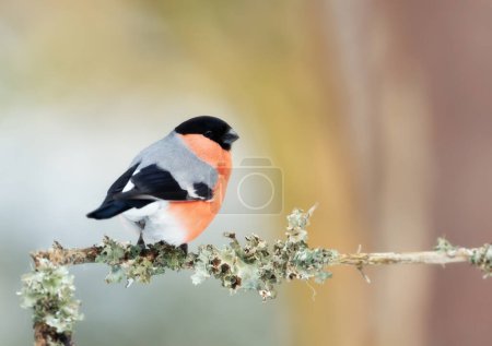 Photo for Eurasian bullfinch perched on a mossy branch, UK. - Royalty Free Image
