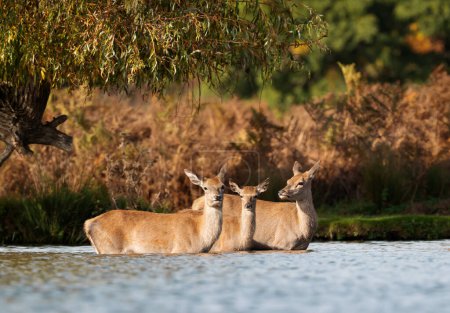 Téléchargez les photos : Groupe de cerfs rouges gêne debout dans l'eau, Royaume-Uni. - en image libre de droit
