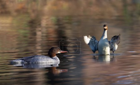 Photo for Close-up of two goosander (common merganser) females swimming in water, UK. - Royalty Free Image