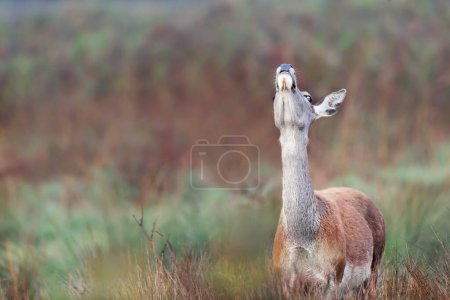 Foto de Primer plano de un ciervo rojo detrás oliendo el aire, Reino Unido. - Imagen libre de derechos