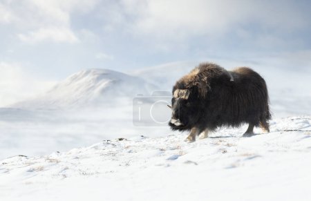 Téléchargez les photos : Gros plan d'un mâle Buffle musqué en hiver, Norvège
. - en image libre de droit