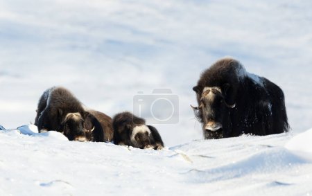 Photo for Group of Musk Ox in Dovrefjell mountains in winter, Norway. - Royalty Free Image