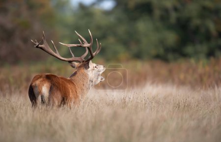 Foto de Primer plano de un ciervo rojo llamando durante la rutina, Reino Unido. - Imagen libre de derechos